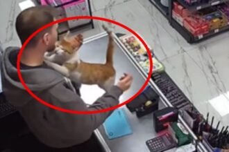 Gatita rescatada muestra su cariño a propietario en emotivo video