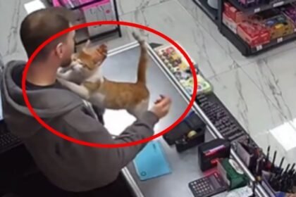 Gatita rescatada muestra su cariño a propietario en emotivo video