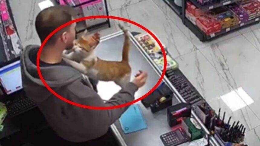 Gatita rescatada muestra su cariño a propietario en emotivo video