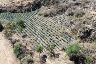 Guanajuato prohíbe desmonte para siembra de agave en ANPs