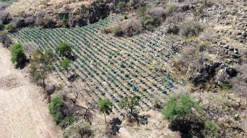 Guanajuato prohíbe desmonte para siembra de agave en ANPs