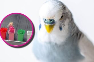 Loro establece récord Guinness al identificar colores en tiempo récord