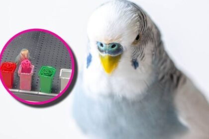 Loro establece récord Guinness al identificar colores en tiempo récord