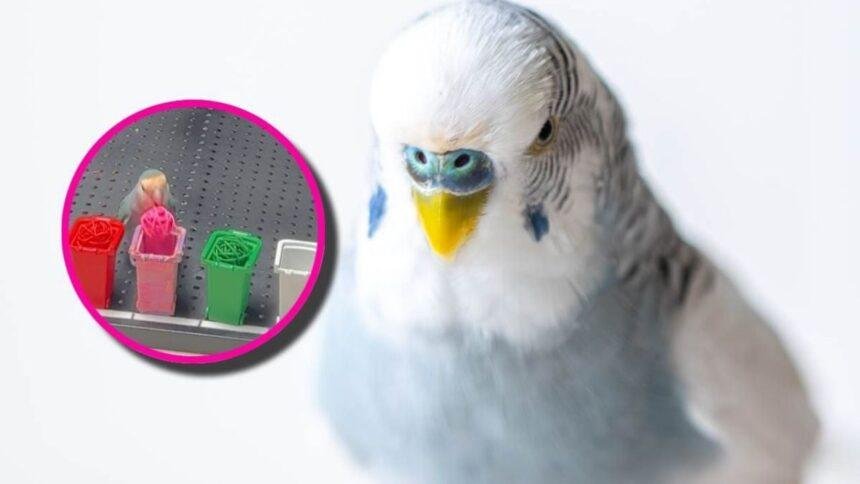 Loro establece récord Guinness al identificar colores en tiempo récord