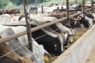 México intensifica exportaciones de carne ante crisis por gusano barrenador