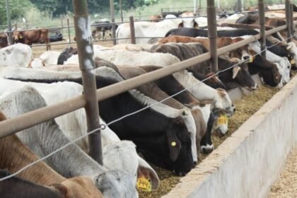 México intensifica exportaciones de carne ante crisis por gusano barrenador