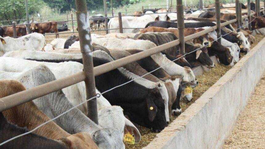 México intensifica exportaciones de carne ante crisis por gusano barrenador