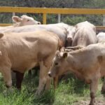 México refuerza protocolos de control del gusano barrenador con Centroamérica.