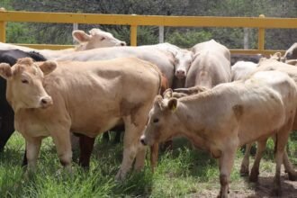 México refuerza protocolos de control del gusano barrenador con Centroamérica.
