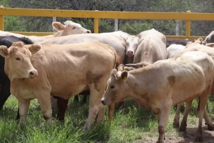 México refuerza protocolos de control del gusano barrenador con Centroamérica.