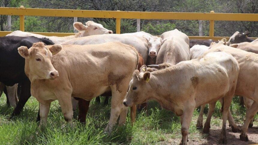 México refuerza protocolos de control del gusano barrenador con Centroamérica.