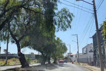Monitorean árboles en Irapuato por vientos y lluvias del fin de semana