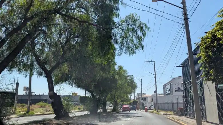 Monitorean árboles en Irapuato por vientos y lluvias del fin de semana
