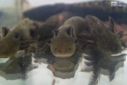 Morelia presentará en Estados Unidos su proyecto de conservación del ajolote