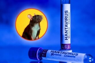 Muerte por hantavirus en Estados Unidos no vinculada a crucero MV Hondius