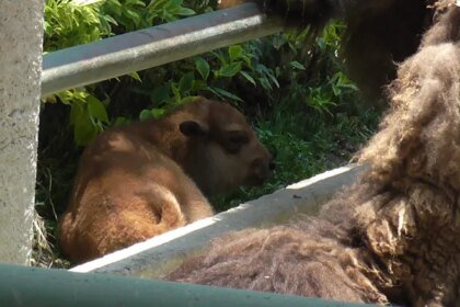 Nace bisonte americano en el Zoológico de Ira y celebran cumpleaños de pitón.