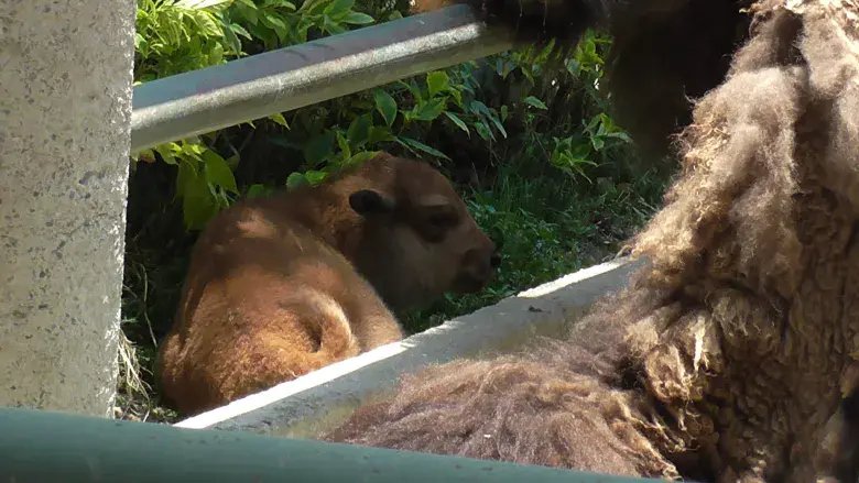 Nace bisonte americano en el Zoológico de Ira y celebran cumpleaños de pitón.