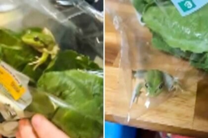 Pareja descubre una rana viva en una bolsa de lechuga en el supermercado