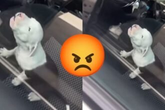 Perrito atrapado en auto en Jiutepec causa indignación en redes