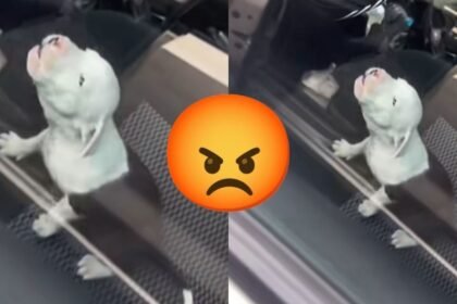 Perrito atrapado en auto en Jiutepec causa indignación en redes