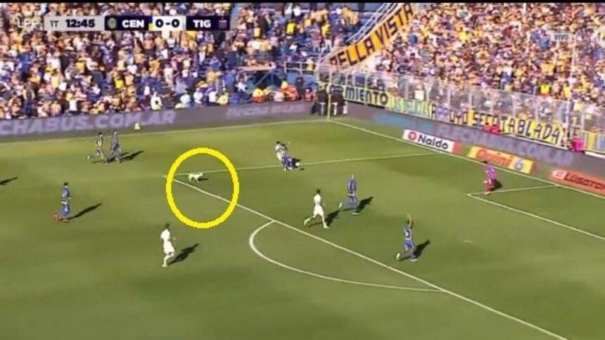 perro escapa y sorprende en la cancha de rosario central Perro escapa y sorprende en la cancha de Rosario Central