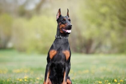 Primer caso de gusano barrenador en México afecta a un perro dóberman