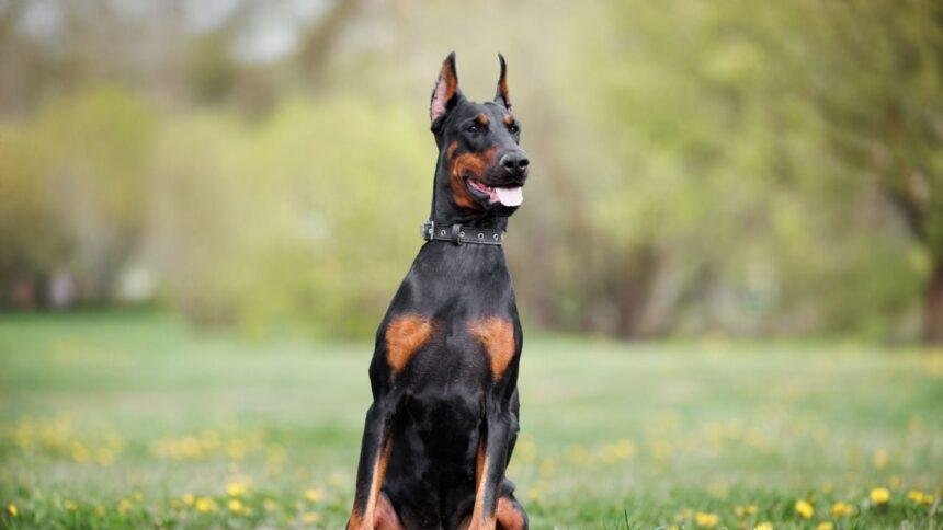 Primer caso de gusano barrenador en México afecta a un perro dóberman