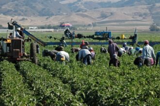 Producción agrícola en Michoacán se mantiene estable a pesar del clima
