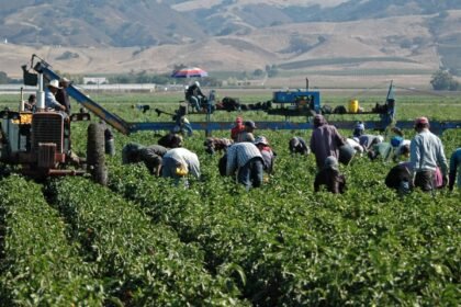 Producción agrícola en Michoacán se mantiene estable a pesar del clima