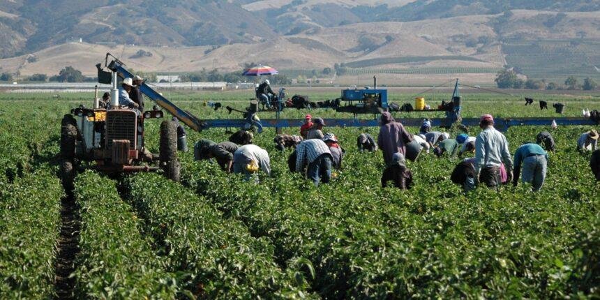 Producción agrícola en Michoacán se mantiene estable a pesar del clima