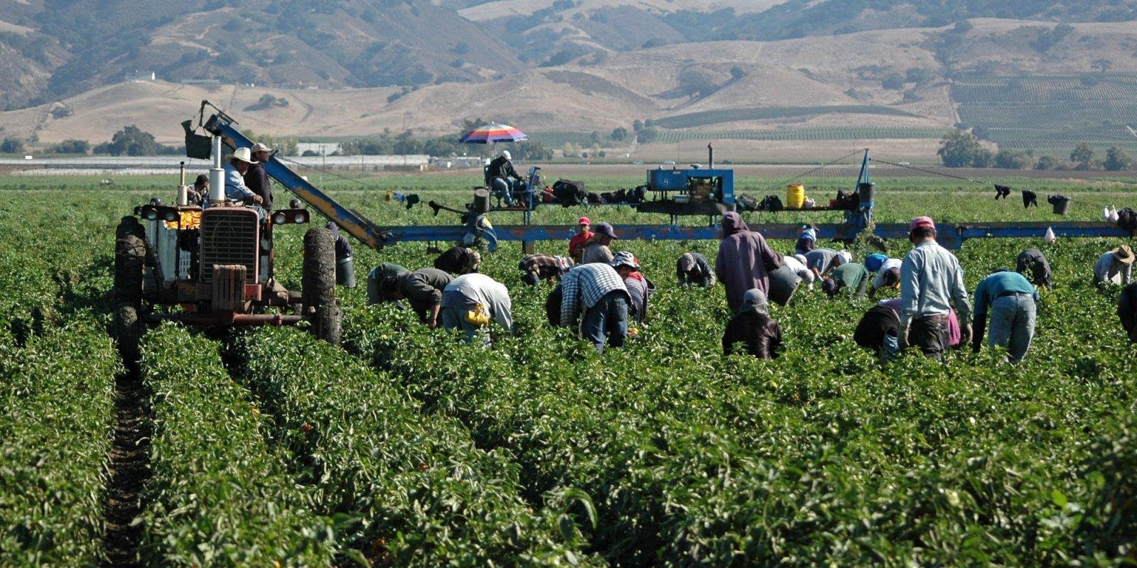 Producción agrícola en Michoacán se mantiene estable a pesar del clima