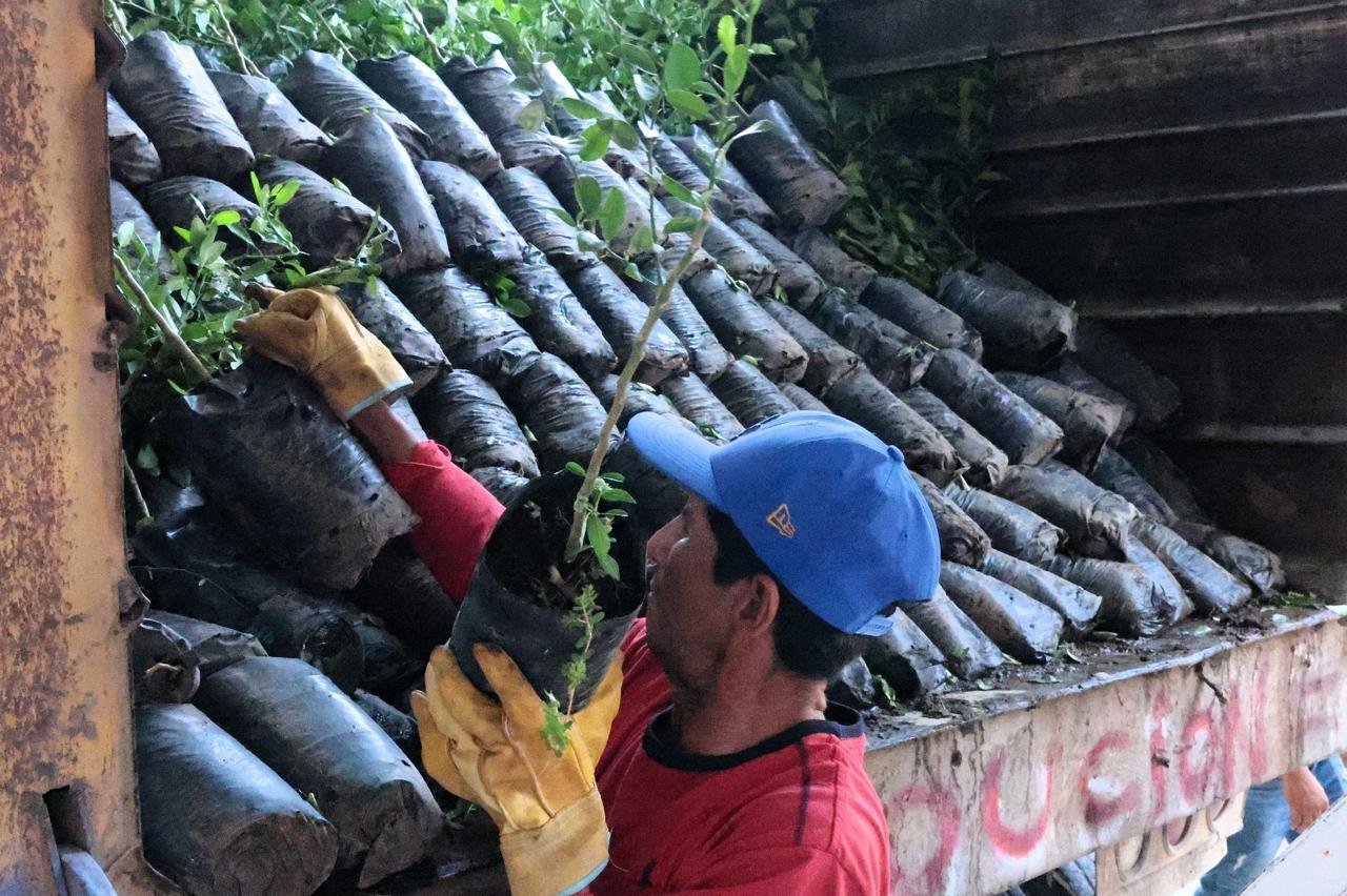 Renovación de huertas de limón continúa en Tierra Caliente