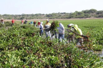 Segunda jornada de limpieza de lirio en la presa Allende ante plaga del 45%