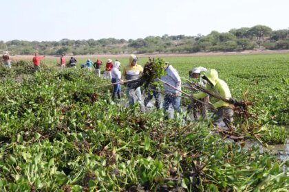 Segunda jornada de limpieza de lirio en la presa Allende ante plaga del 45%