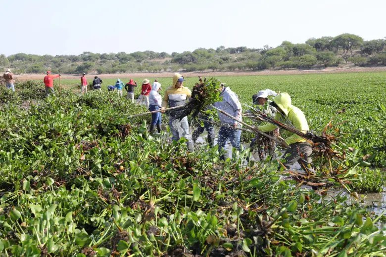 Segunda jornada de limpieza de lirio en la presa Allende ante plaga del 45%
