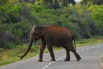 Tragedia en India: turista fallece durante enfrentamiento de elefantes en santuario
