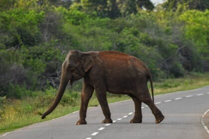 Tragedia en India: turista fallece durante enfrentamiento de elefantes en santuario