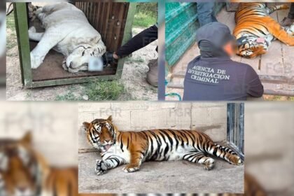 Aseguran tigres de Bengala, ocelote y lince en operativo en Durango