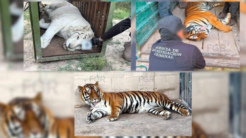 Aseguran tigres de Bengala, ocelote y lince en operativo en Durango
