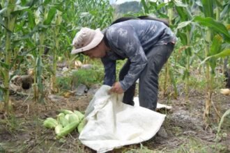 Aumento del 16% en huella hídrica de México; agricultura como principal gastador.