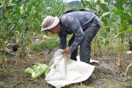 Aumento del 16% en huella hídrica de México; agricultura como principal gastador.