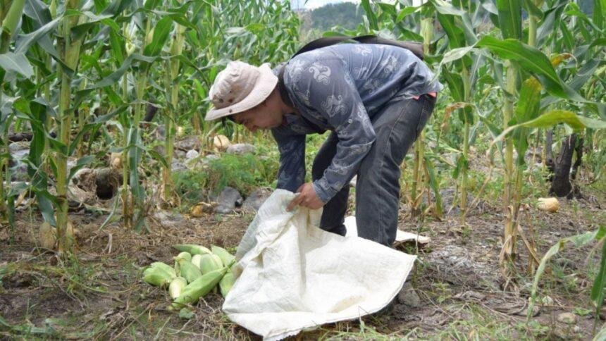 Aumento del 16% en huella hídrica de México; agricultura como principal gastador.