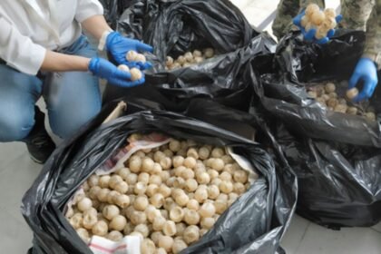 Autoridades incautan más de 11 mil huevos de tortuga golfina en Colima