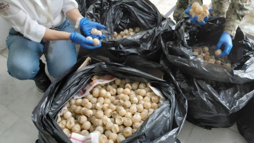 Autoridades incautan más de 11 mil huevos de tortuga golfina en Colima