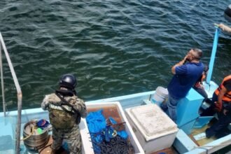 Decomisan 250 kilos de pepino de mar y especies en veda en Yucatán; tres detenidos