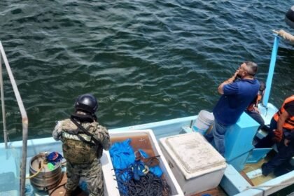 Decomisan 250 kilos de pepino de mar y especies en veda en Yucatán; tres detenidos