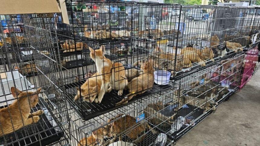 Desmantelan red de tráfico de carne de gato en Vietnam, rescatan 400 animales.