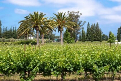 El Futuro del Vino: Sostenibilidad como Clave del Sabor y Estilo