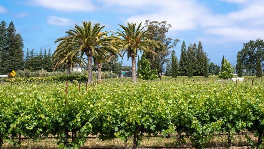 El Futuro del Vino: Sostenibilidad como Clave del Sabor y Estilo
