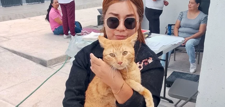 Esterilización gratuita de mascotas en Aguascalientes: 90 espacios disponibles